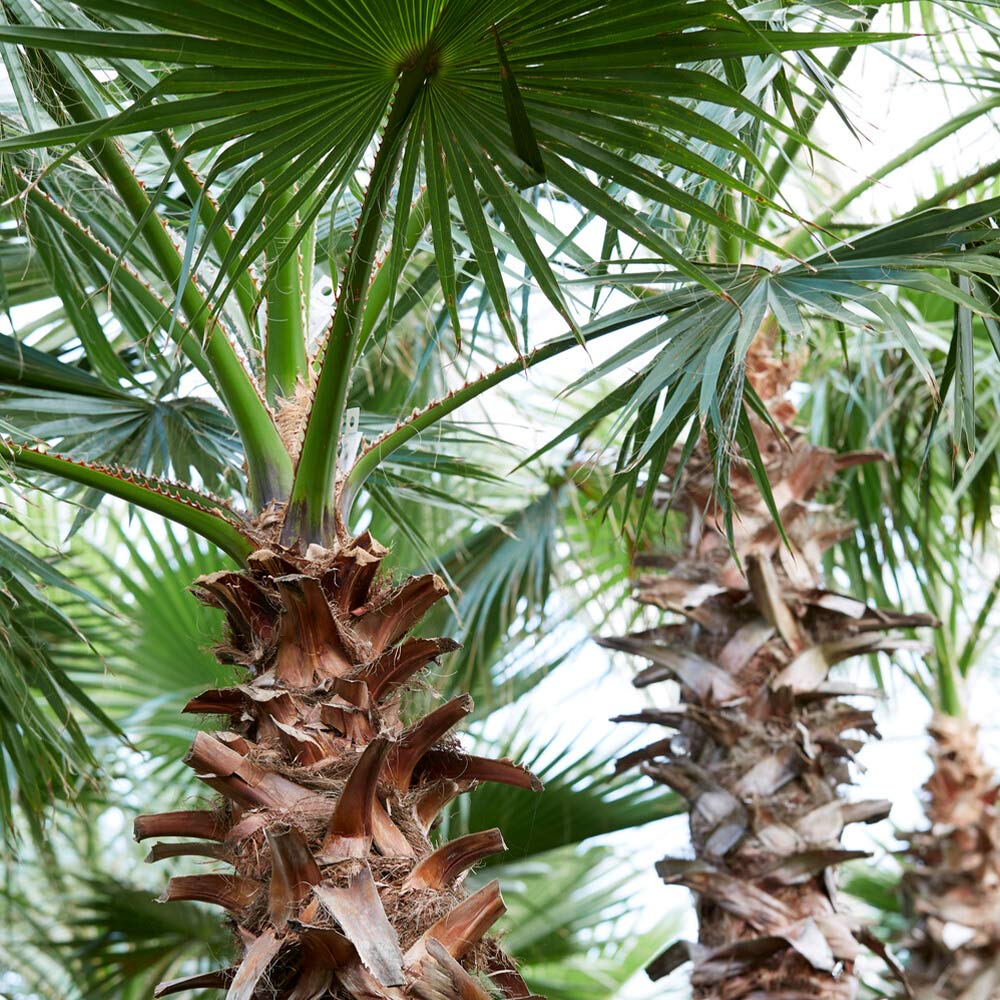 Mexican Fan Palm Tree 6 Mexican Fan Palm Tree