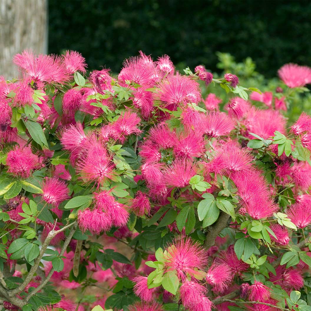 Pink Powder Puff Tree