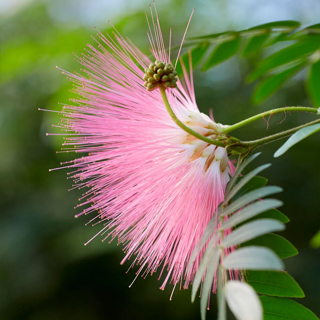 Pink Powder Puff Tree 3 Pink Powder Puff Tree