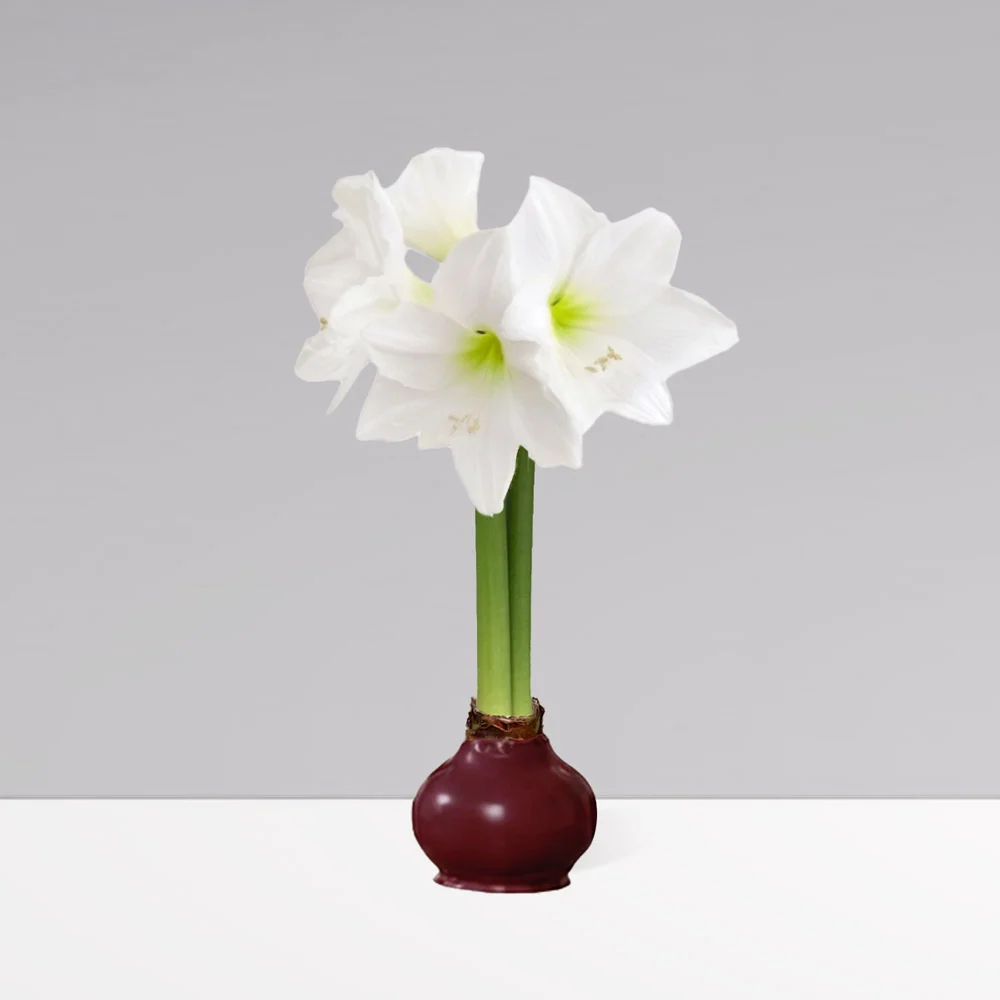 Gardenuity® Merlot Wax-Dipped Amaryllis Bulb 2 Gardenuity® Merlot Wax-Dipped Amaryllis Bulb