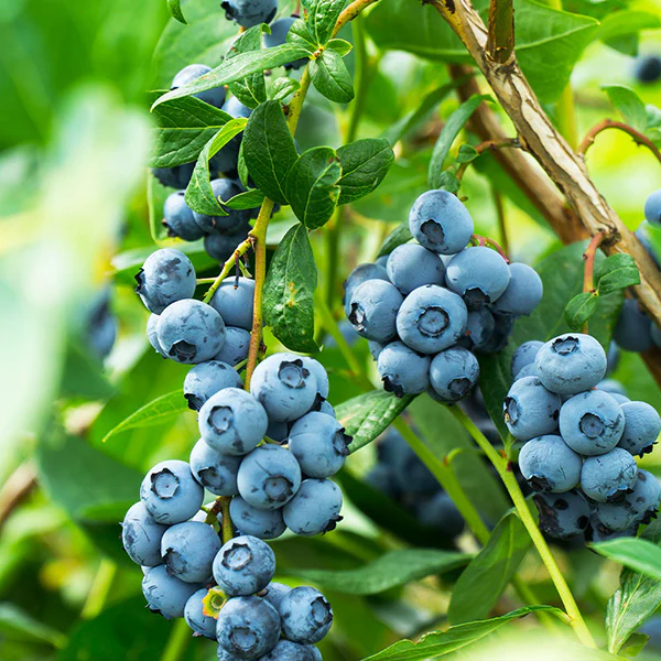 Aurora Blueberry Bush 1 Aurora Blueberry Bush