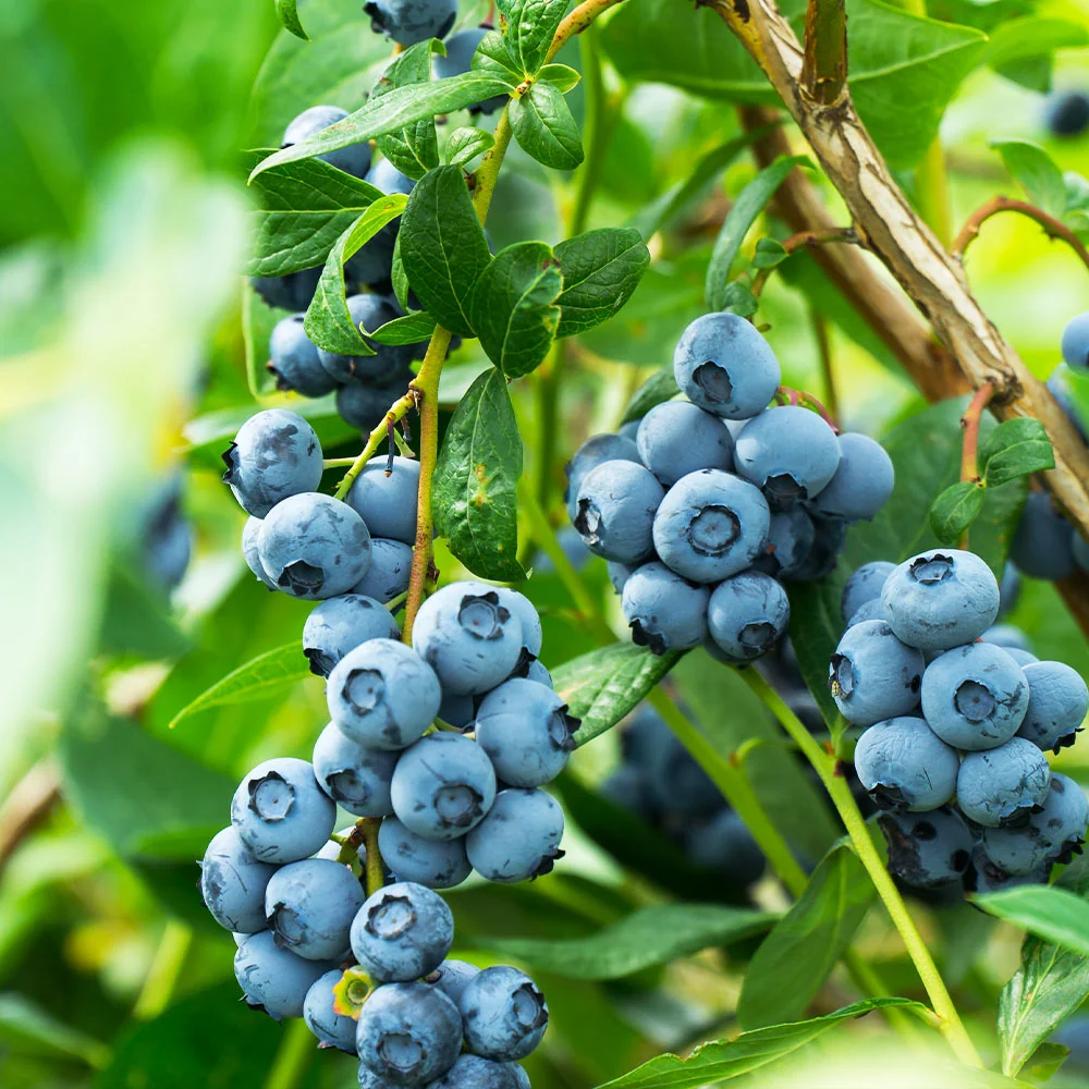 Aurora Blueberry Bush 2 Aurora Blueberry Bush