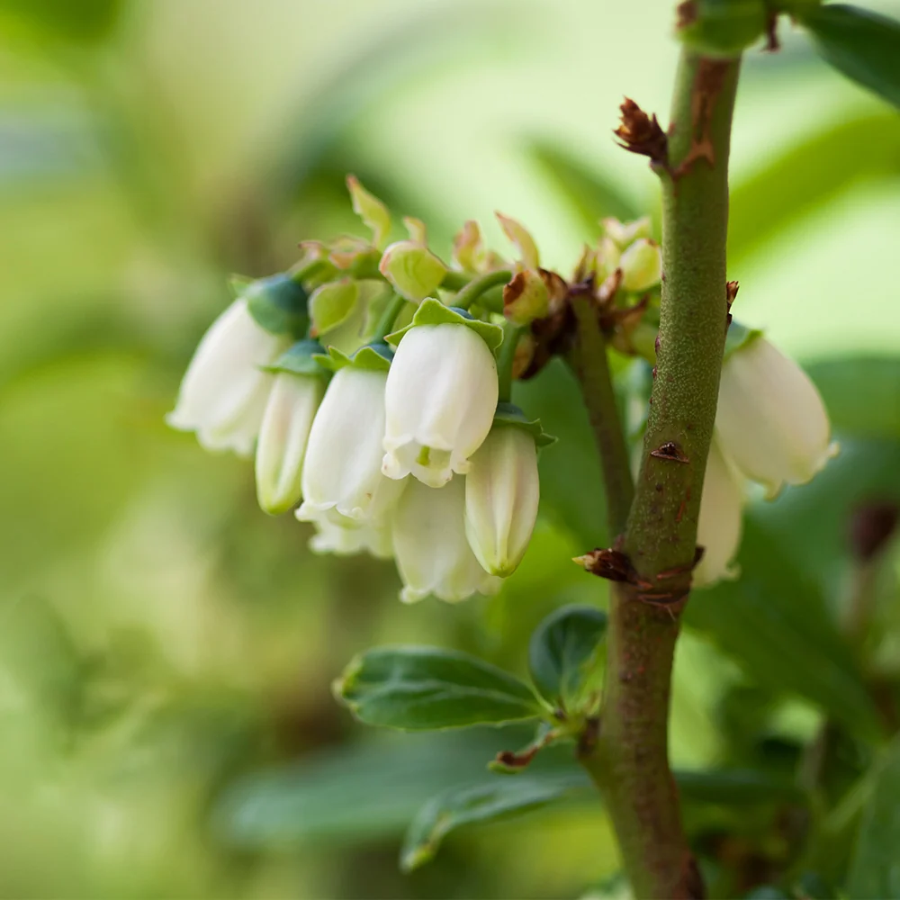 Aurora Blueberry Bush 3 Aurora Blueberry Bush
