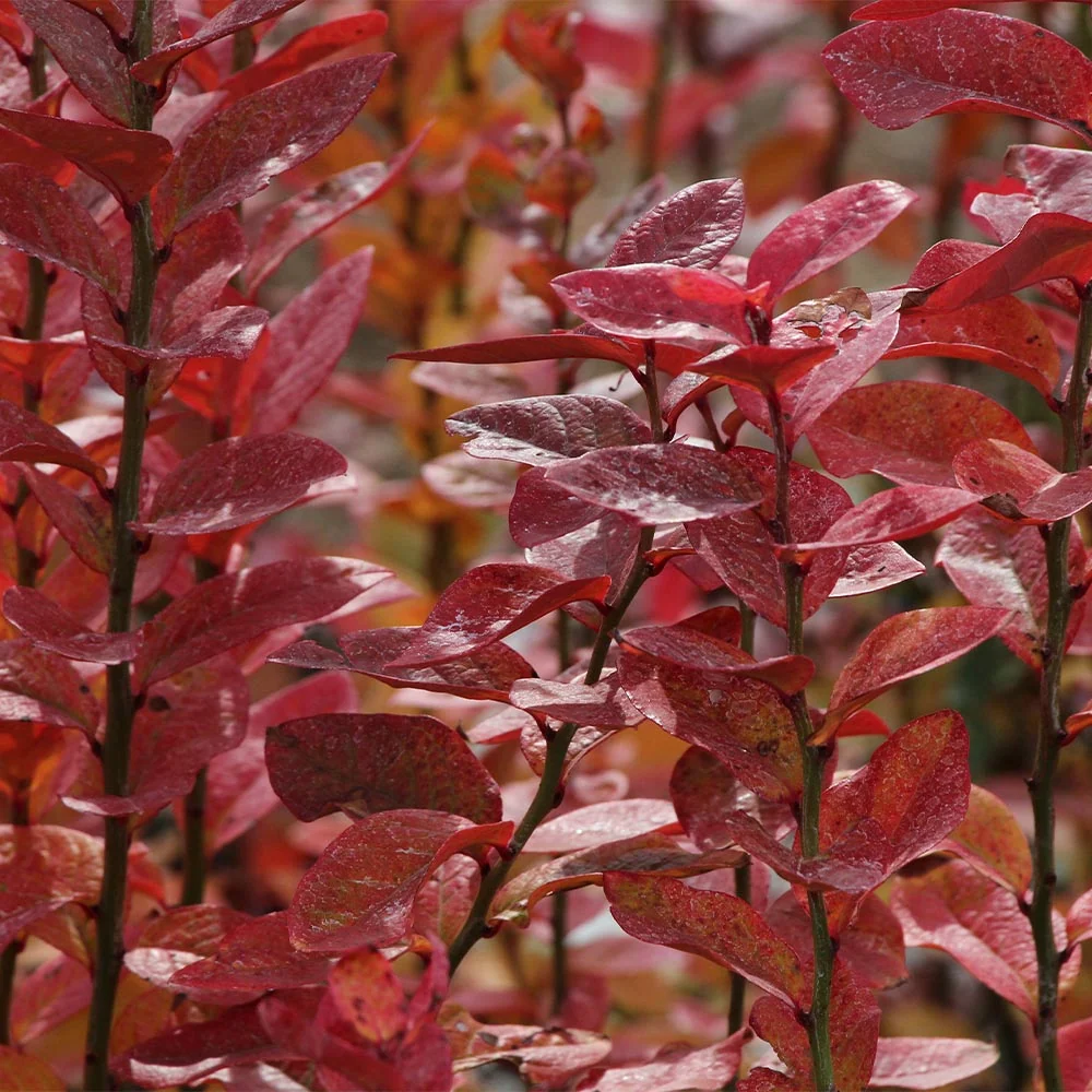 Aurora Blueberry Bush 4 Aurora Blueberry Bush