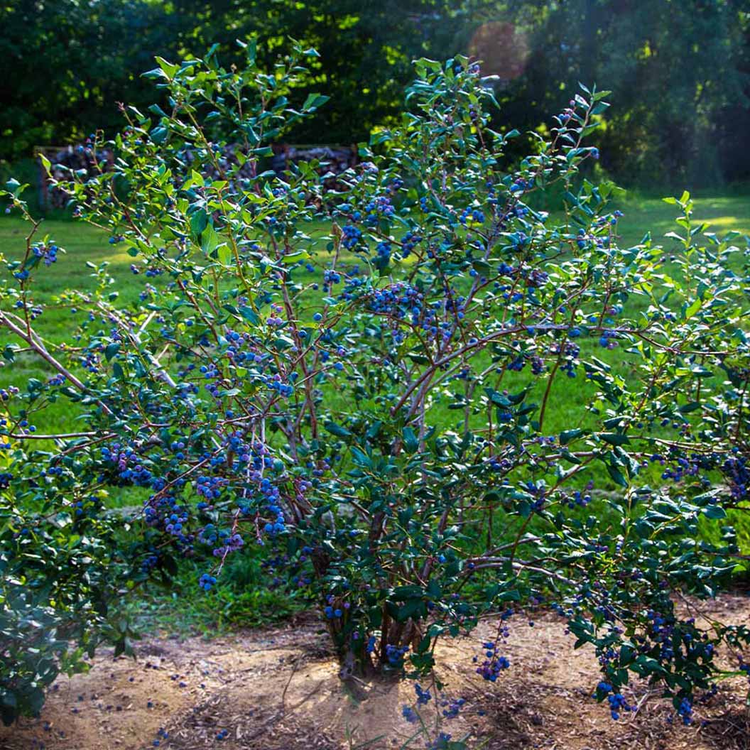Sweetheart Blueberry Bush - USDA Organic 2 Sweetheart Blueberry Bush - USDA Organic
