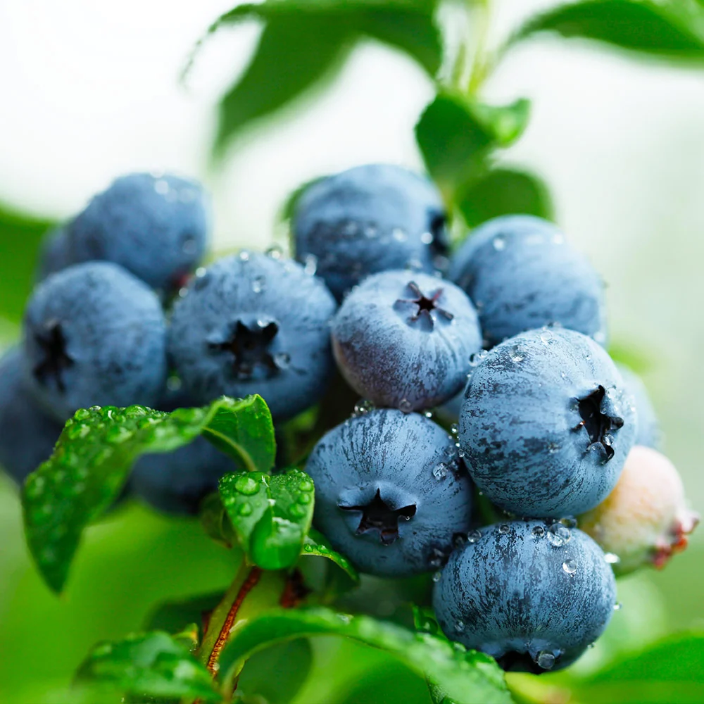 Sweetheart Blueberry Bush - USDA Organic 3 Sweetheart Blueberry Bush - USDA Organic