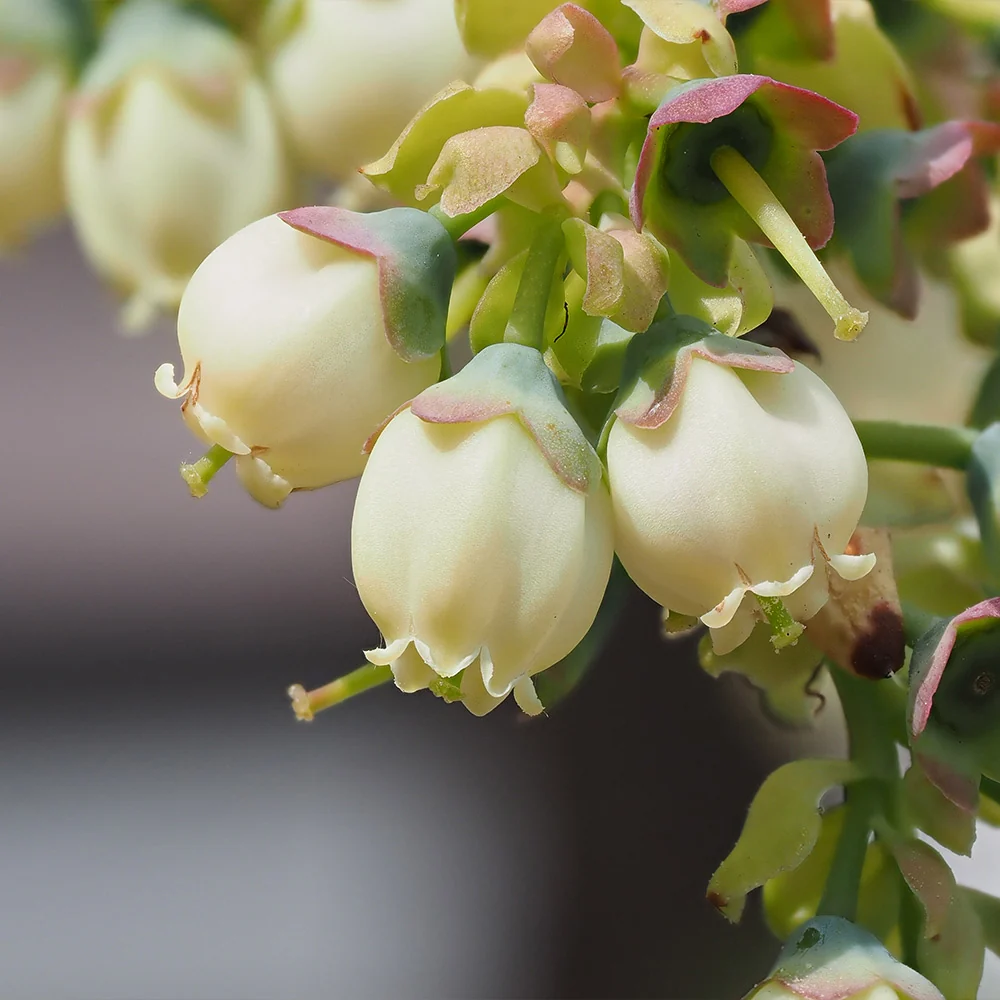 Sweetheart Blueberry Bush - USDA Organic 5 Sweetheart Blueberry Bush - USDA Organic