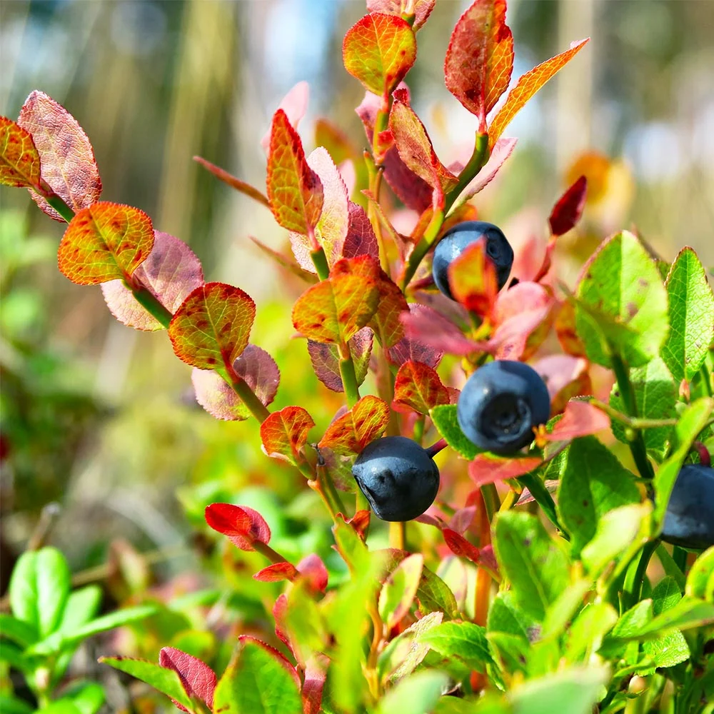 Sweetheart Blueberry Bush - USDA Organic 6 Sweetheart Blueberry Bush - USDA Organic