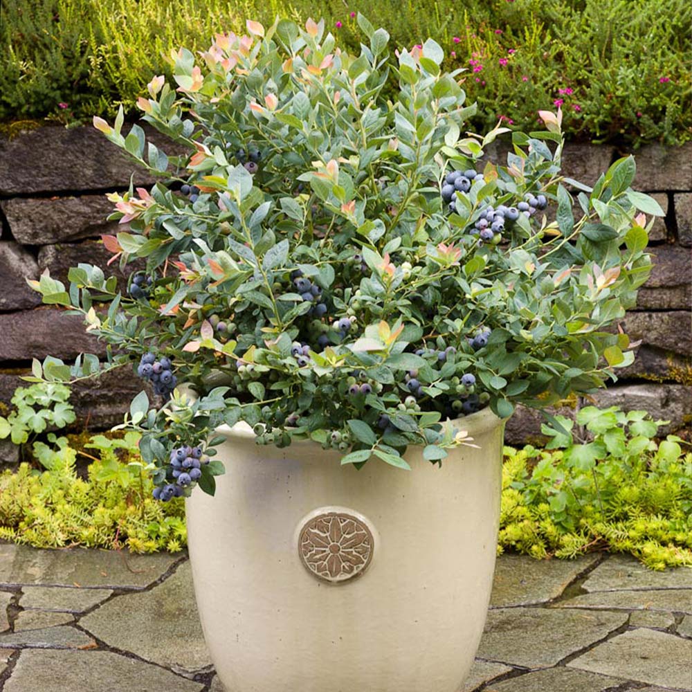 Bushel and Berry® Pink Icing® Blueberry Bush 2 Bushel and Berry® Pink Icing® Blueberry Bush