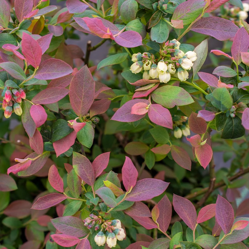 Bushel and Berry® Pink Icing® Blueberry Bush 3 Bushel and Berry® Pink Icing® Blueberry Bush