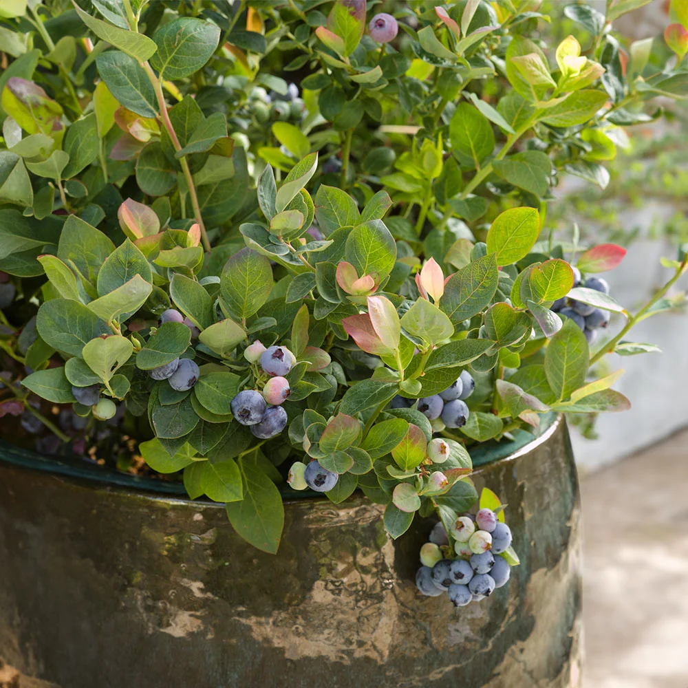 Bushel and Berry® Pink Icing® Blueberry Bush 5 Bushel and Berry® Pink Icing® Blueberry Bush