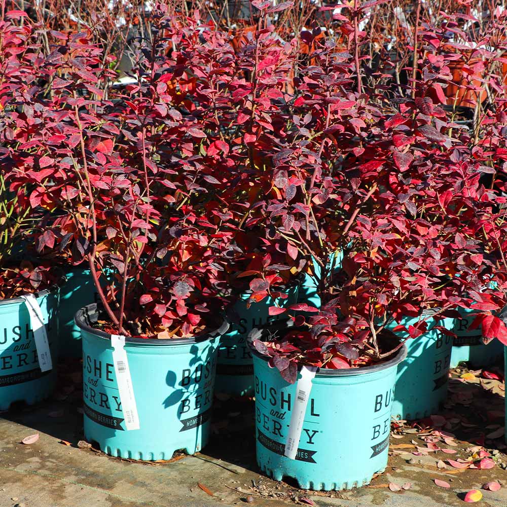 Bushel and Berry® Pink Icing® Blueberry Bush 9 Bushel and Berry® Pink Icing® Blueberry Bush
