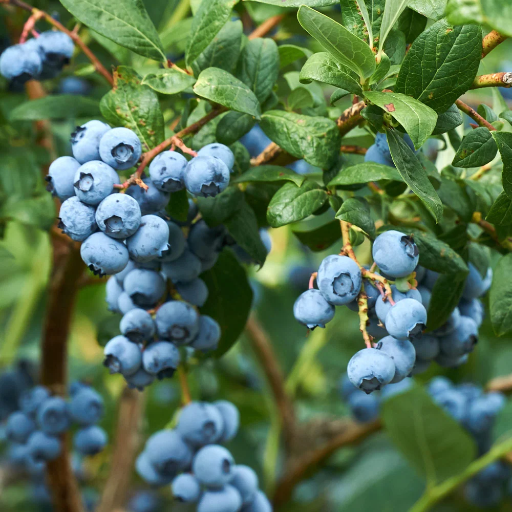 Emerald Blueberry Bush 2 Emerald Blueberry Bush