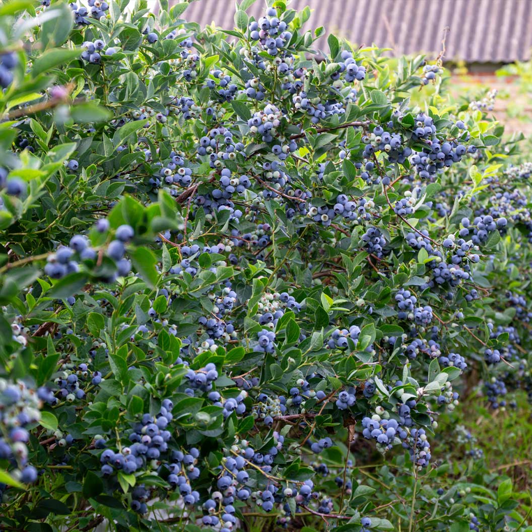Garden District Sugar Snap® Highbush Blueberry Bush 2 Garden District Sugar Snap® Highbush Blueberry Bush