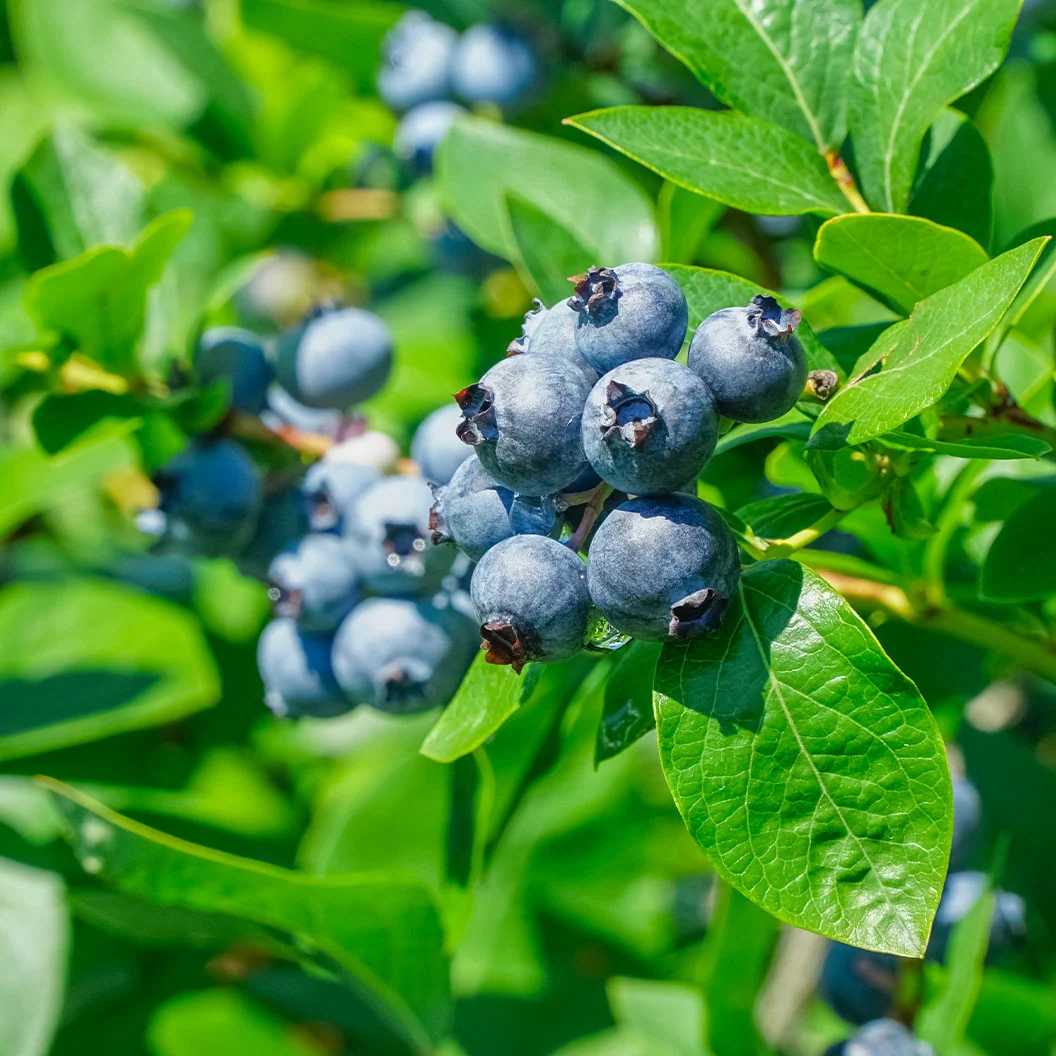 Garden District Sugar Snap® Highbush Blueberry Bush 3 Garden District Sugar Snap® Highbush Blueberry Bush