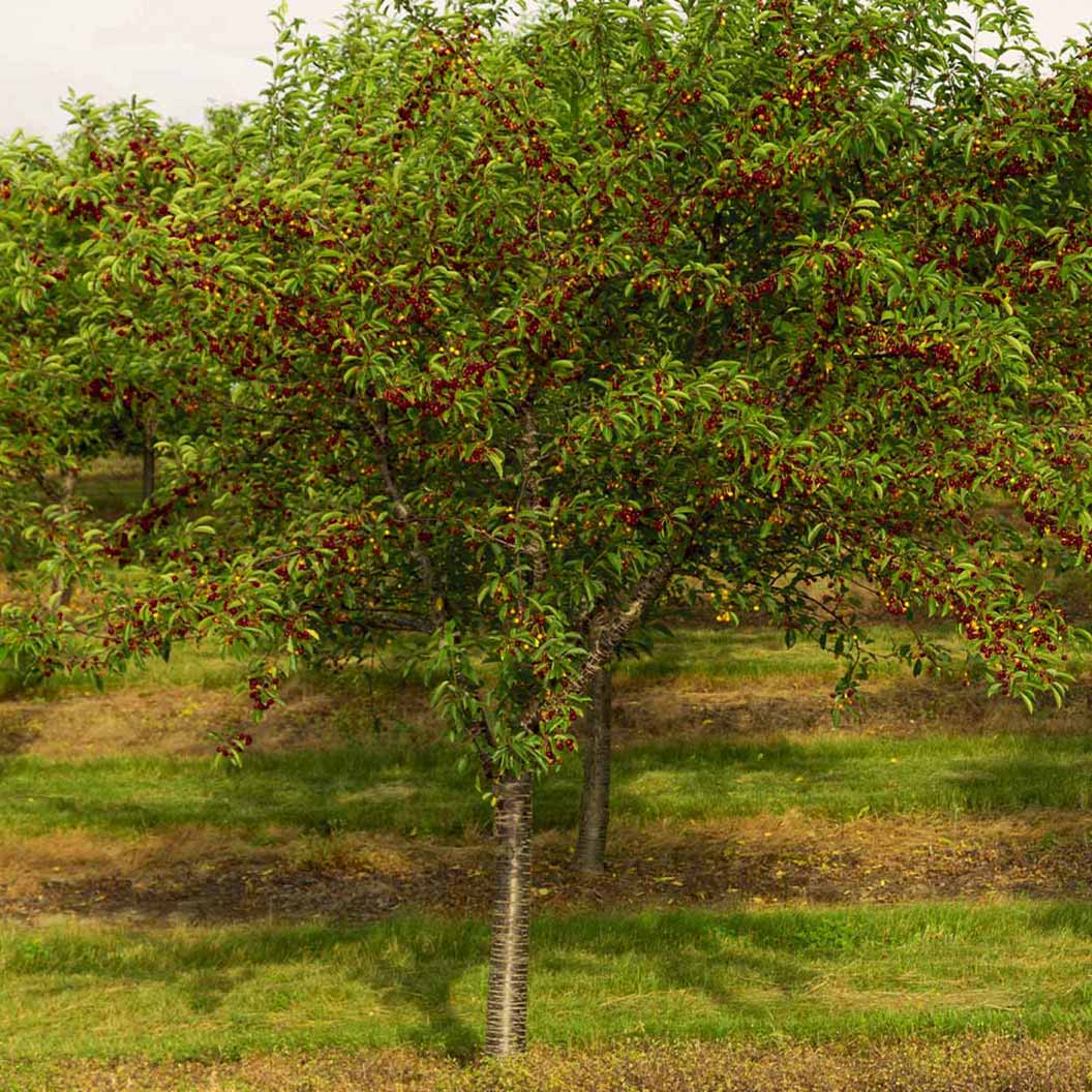 Bing Cherry Tree 3 Bing Cherry Tree