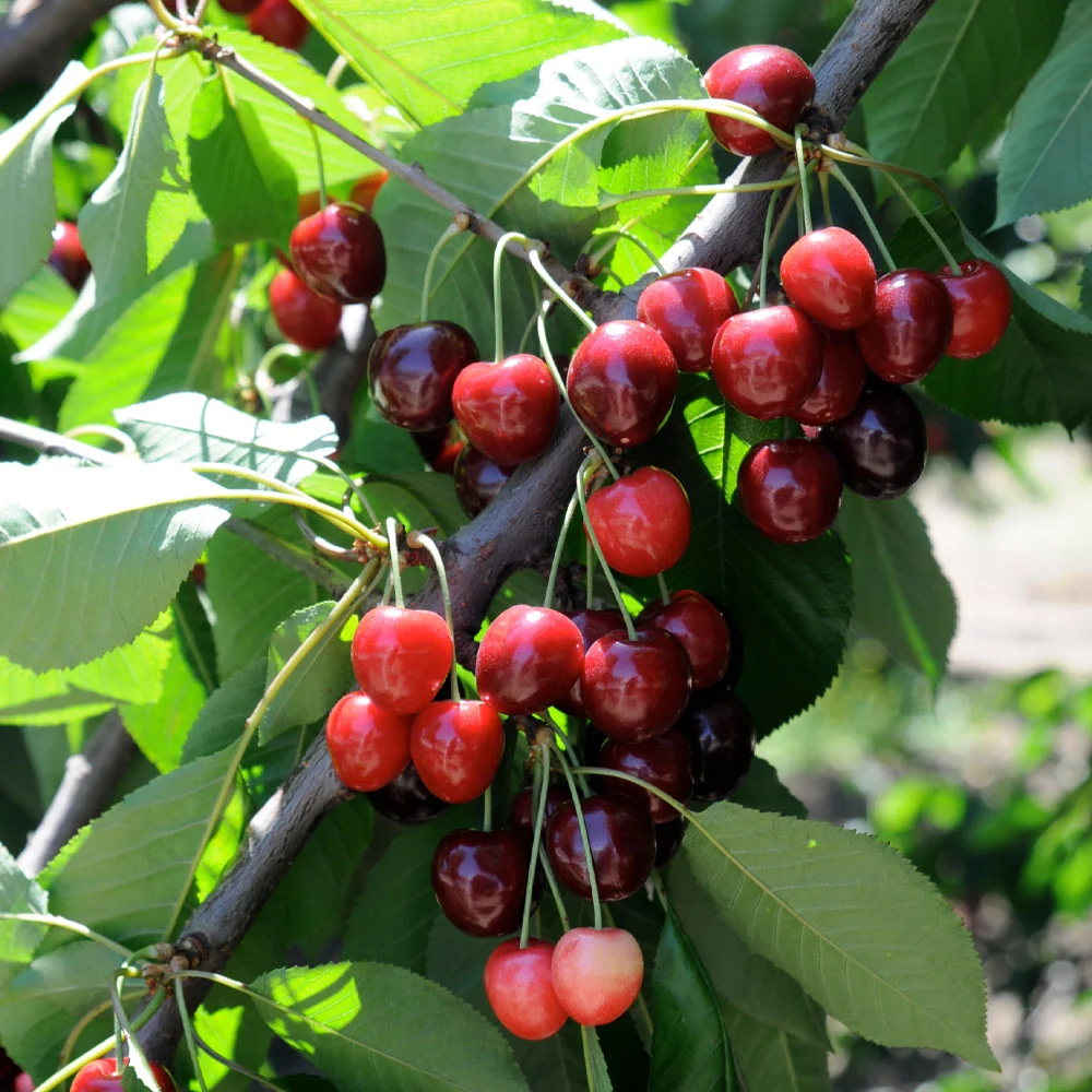 Bing Cherry Tree 4 Bing Cherry Tree