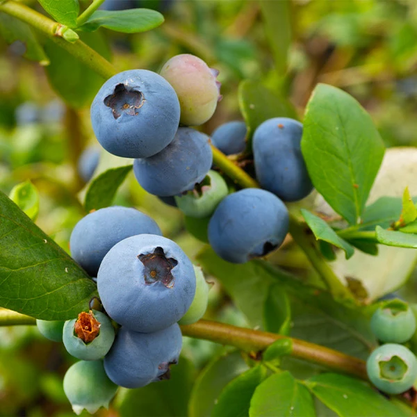 Sunshine Blue Blueberry Bush 1 Sunshine Blue Blueberry Bush