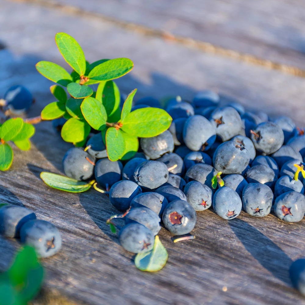 Sunshine Blue Blueberry Bush 3 Sunshine Blue Blueberry Bush