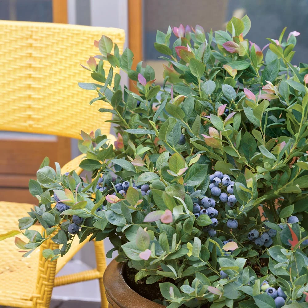Bushel and Berry® Pink Icing® Blueberry Bush 4 Bushel and Berry® Pink Icing® Blueberry Bush