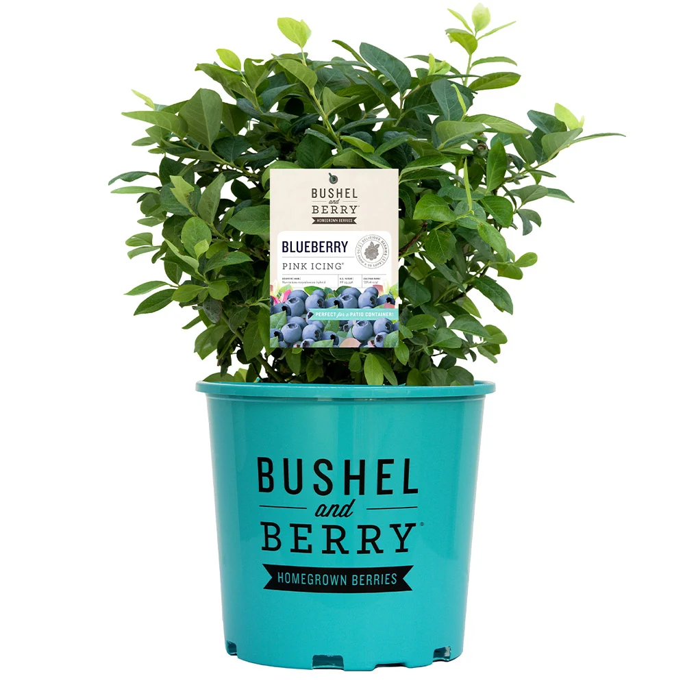 Bushel and Berry® Pink Icing® Blueberry Bush 7 Bushel and Berry® Pink Icing® Blueberry Bush
