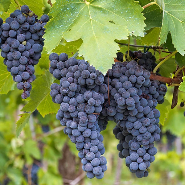 Concord Grape Vine