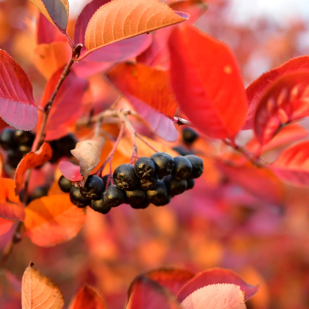 Viking Aronia Chokeberry Bush 2 Viking Aronia Chokeberry Bush