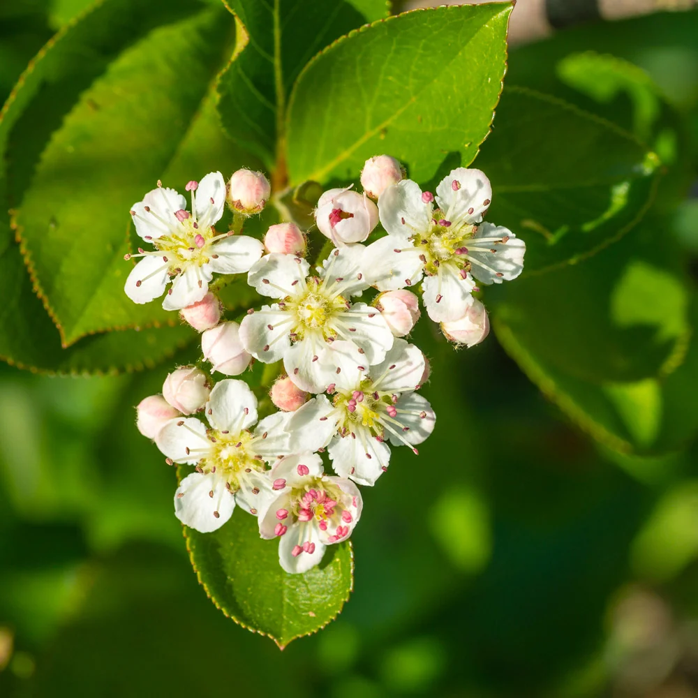 Viking Aronia Chokeberry Bush 3 Viking Aronia Chokeberry Bush