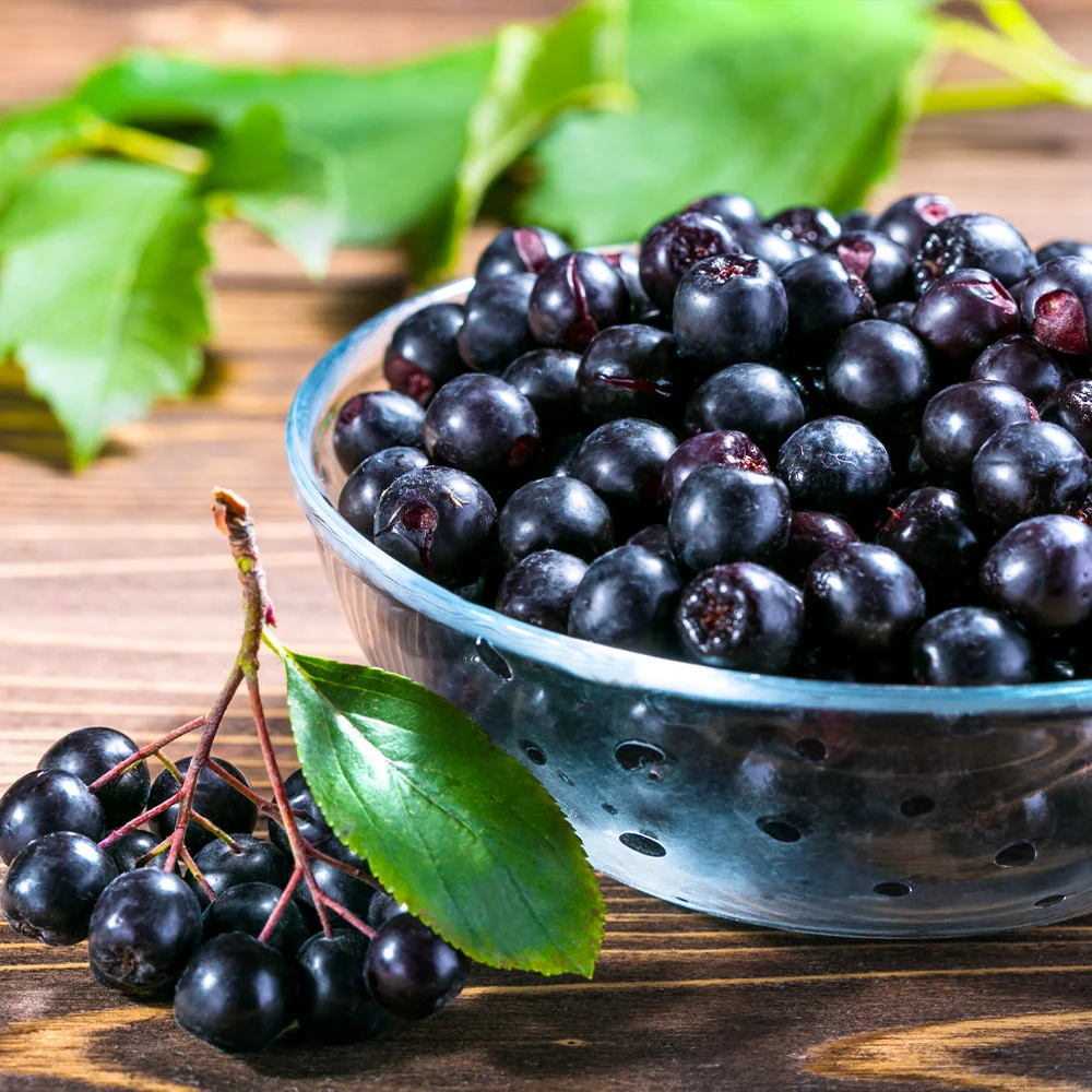 Viking Aronia Chokeberry Bush 4 Viking Aronia Chokeberry Bush
