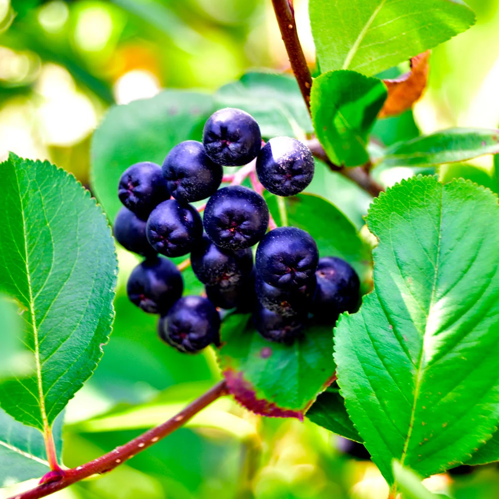 Viking Aronia Chokeberry Bush 5 Viking Aronia Chokeberry Bush