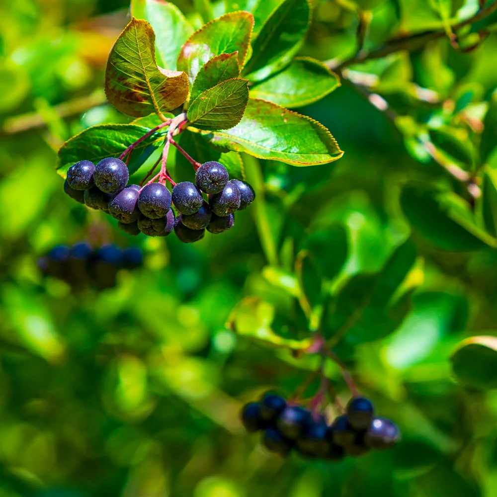 Viking Aronia Chokeberry Bush 6 Viking Aronia Chokeberry Bush