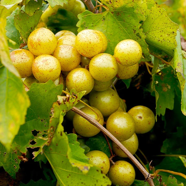 Carlos Muscadine Grape Vine 1 Carlos Muscadine Grape Vine