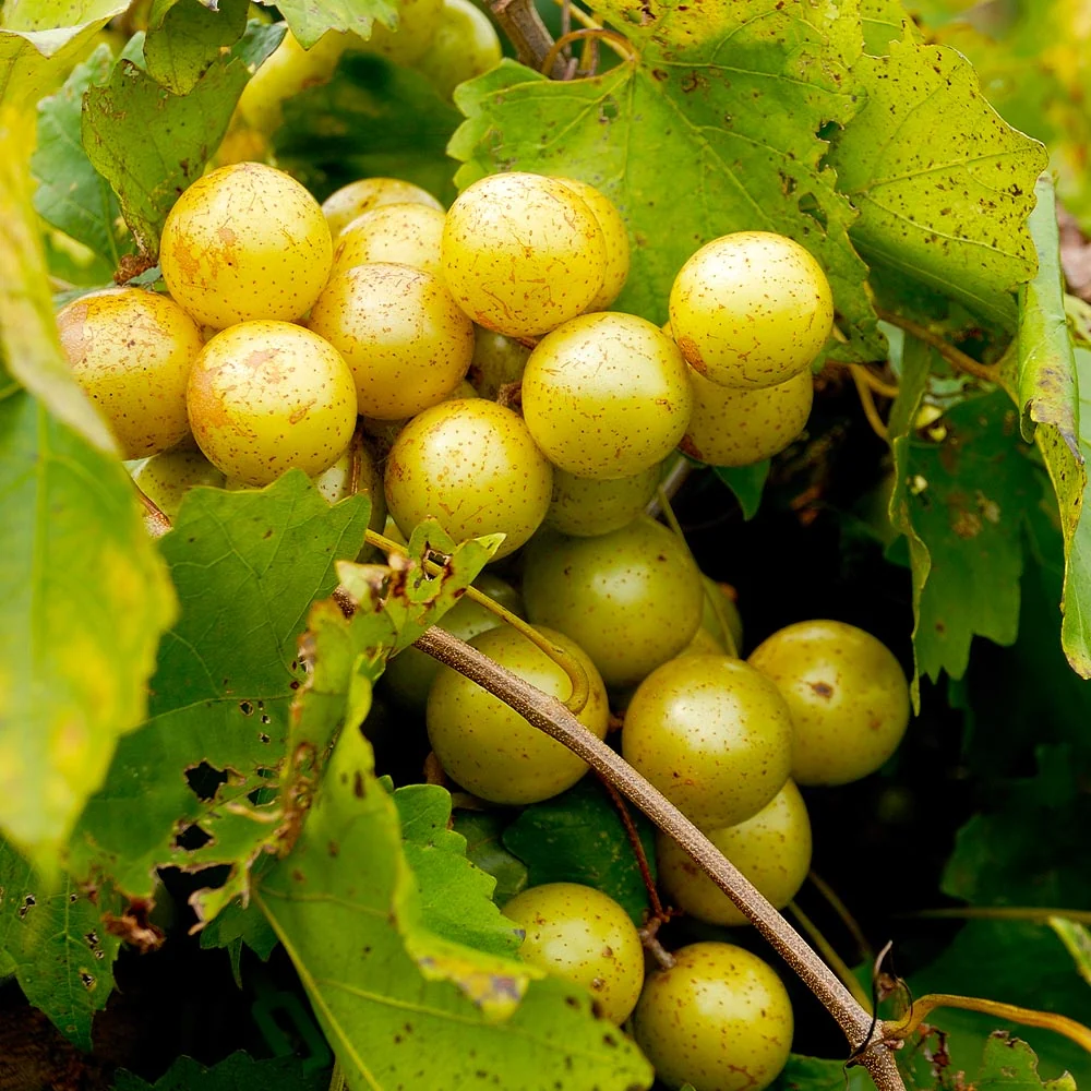 Carlos Muscadine Grape Vine 2 Carlos Muscadine Grape Vine