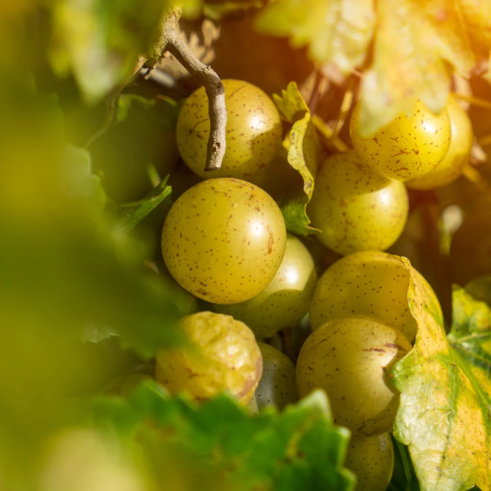 Carlos Muscadine Grape Vine 3 Carlos Muscadine Grape Vine