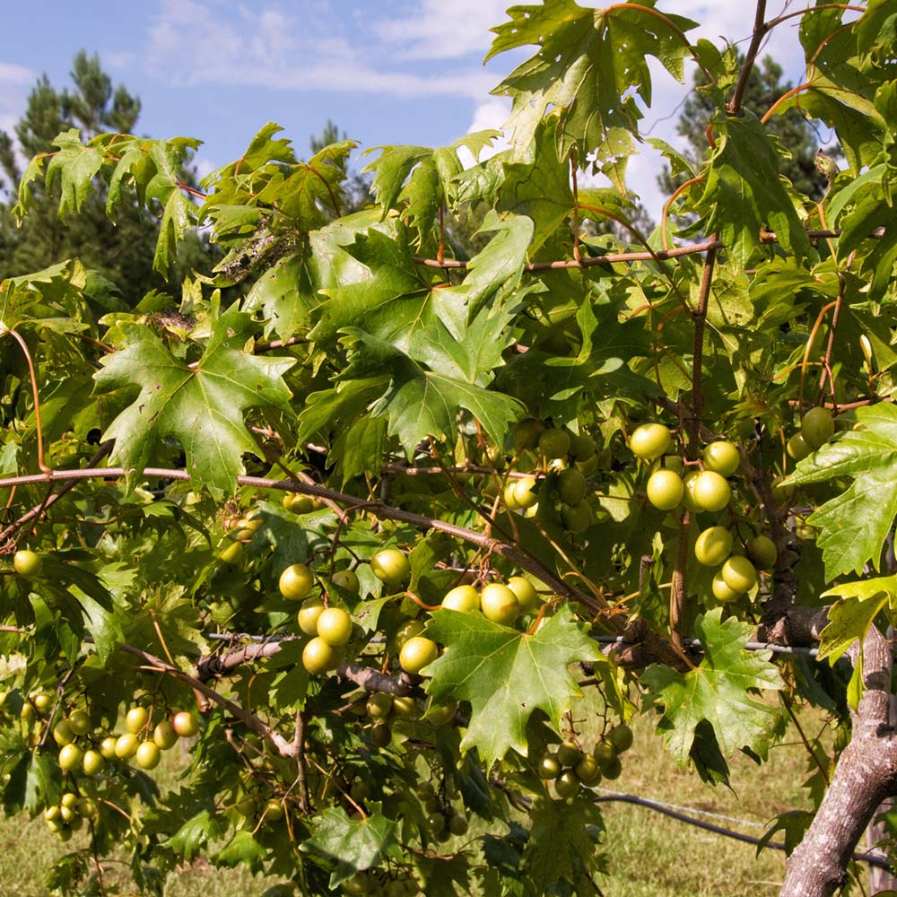 Carlos Muscadine Grape Vine 4 Carlos Muscadine Grape Vine