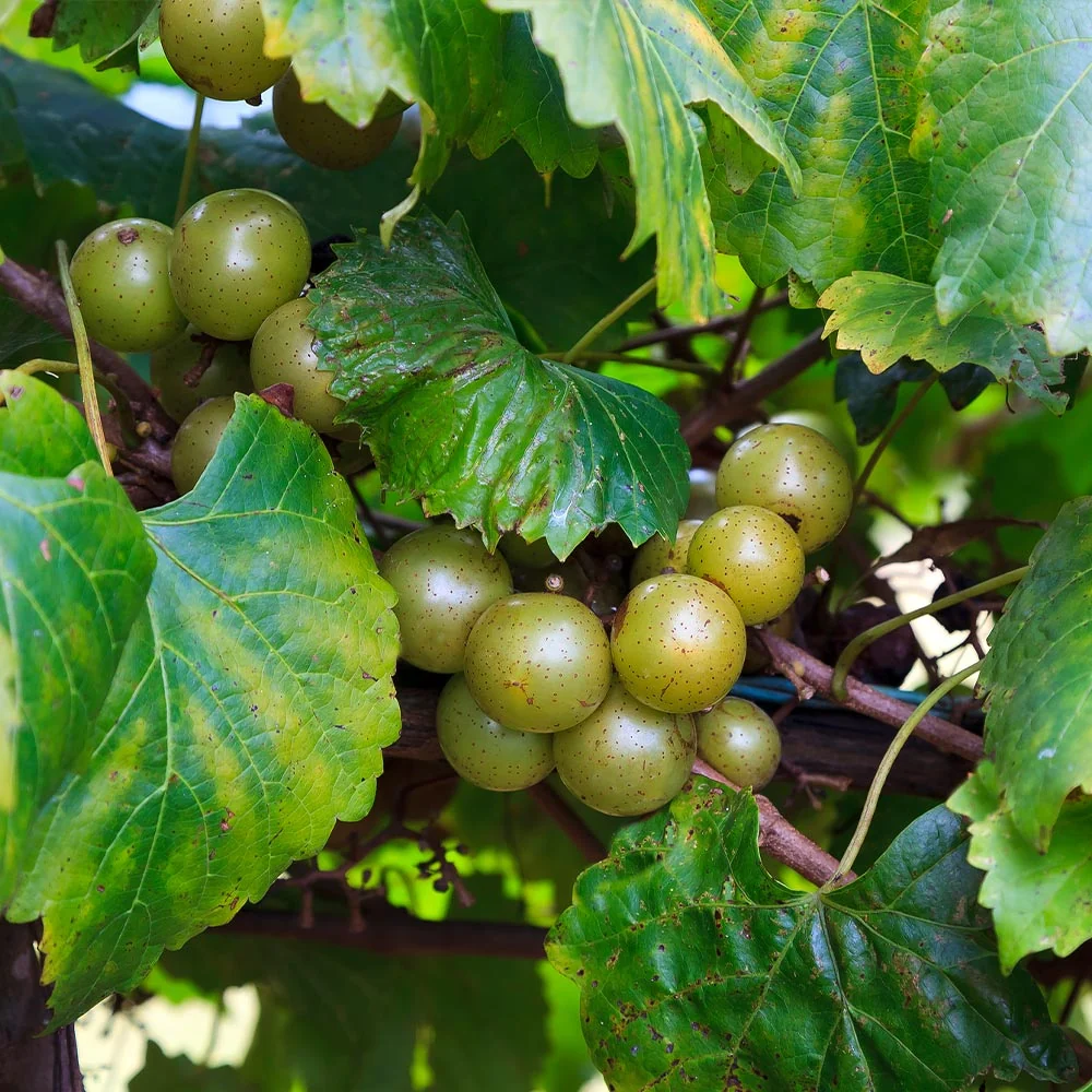 Carlos Muscadine Grape Vine 5 Carlos Muscadine Grape Vine