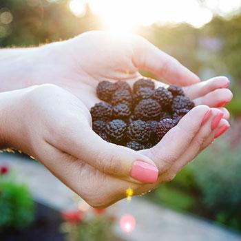 Thornless Blackberry Bush - USDA Organic 1 Thornless Blackberry Bush - USDA Organic