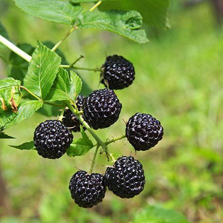 Thornless Blackberry Bush - USDA Organic 3 Thornless Blackberry Bush - USDA Organic