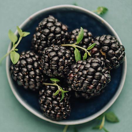 Thornless Blackberry Bush - USDA Organic 4 Thornless Blackberry Bush - USDA Organic