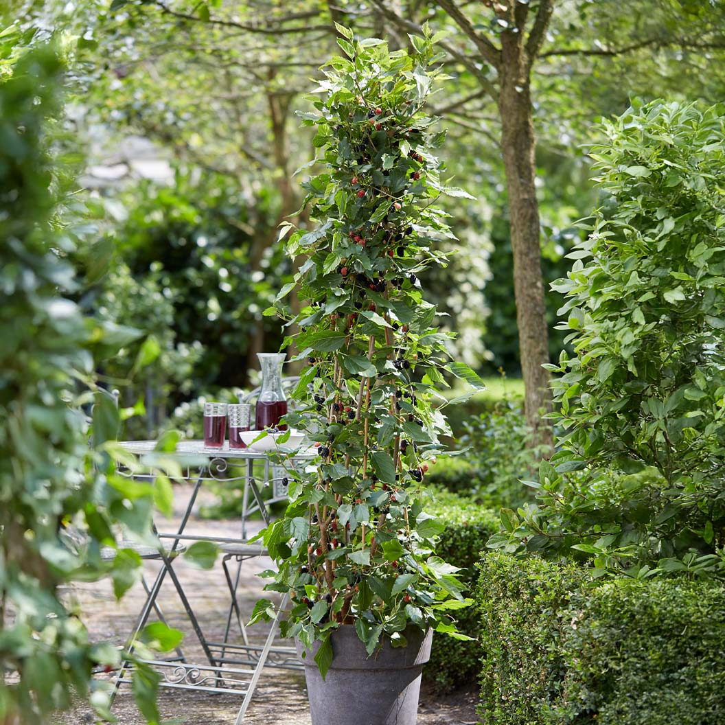 MojoBerry® Mulberry Bush 2 MojoBerry® Mulberry Bush