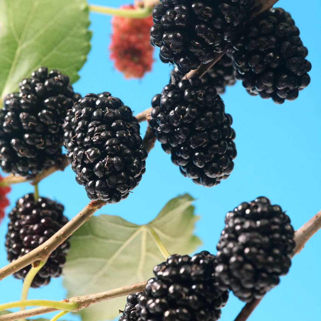MojoBerry® Mulberry Bush 3 MojoBerry® Mulberry Bush