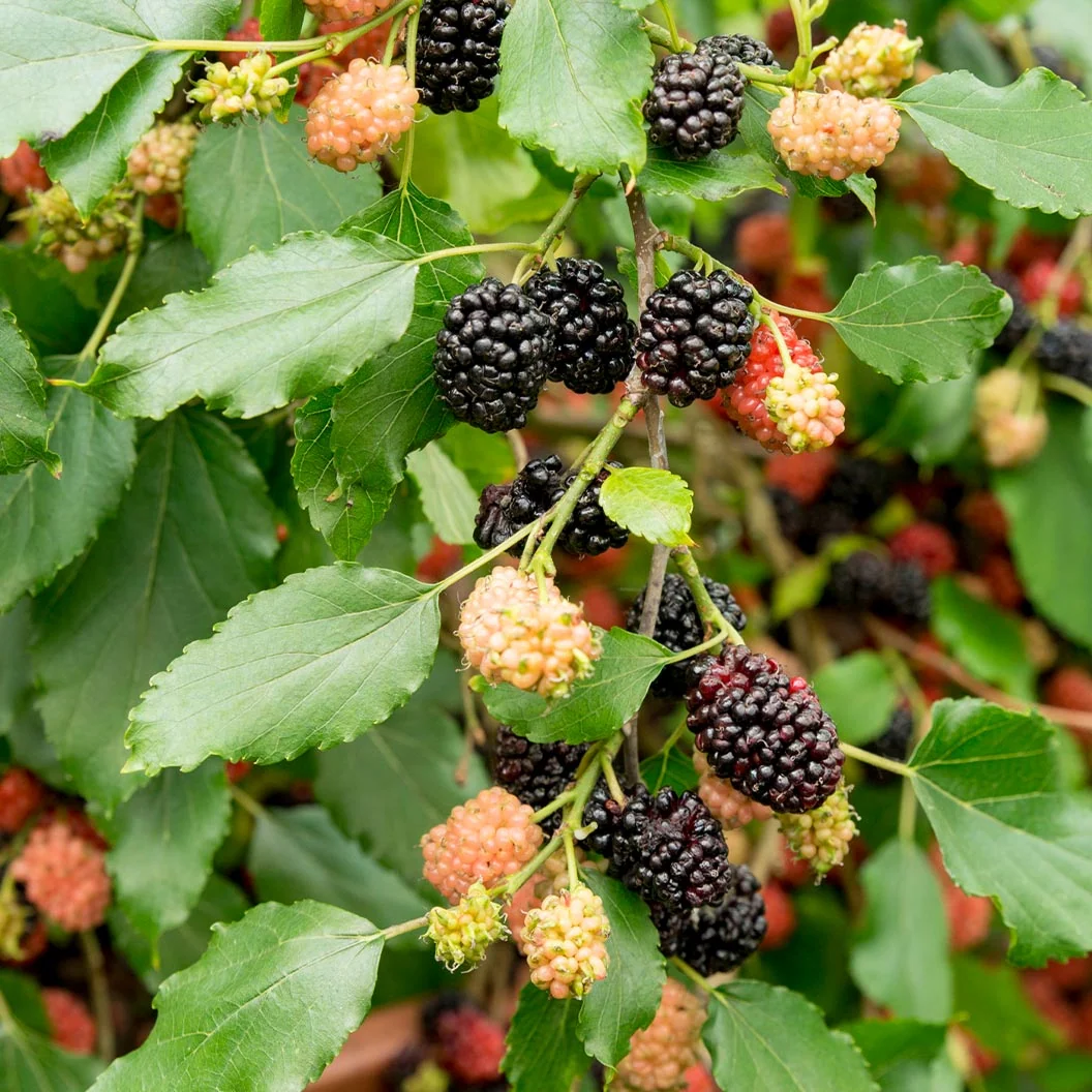 MojoBerry® Mulberry Bush 4 MojoBerry® Mulberry Bush