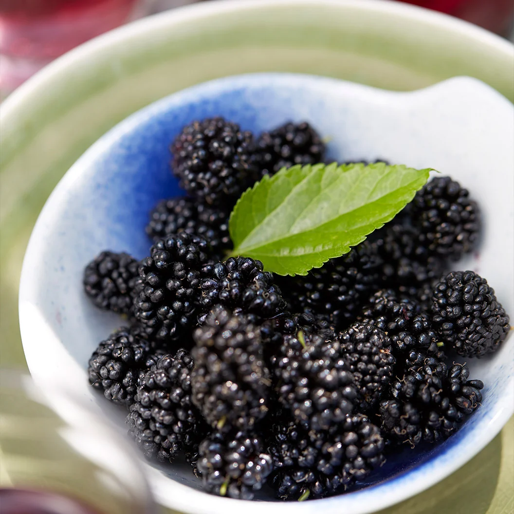 MojoBerry® Mulberry Bush 5 MojoBerry® Mulberry Bush