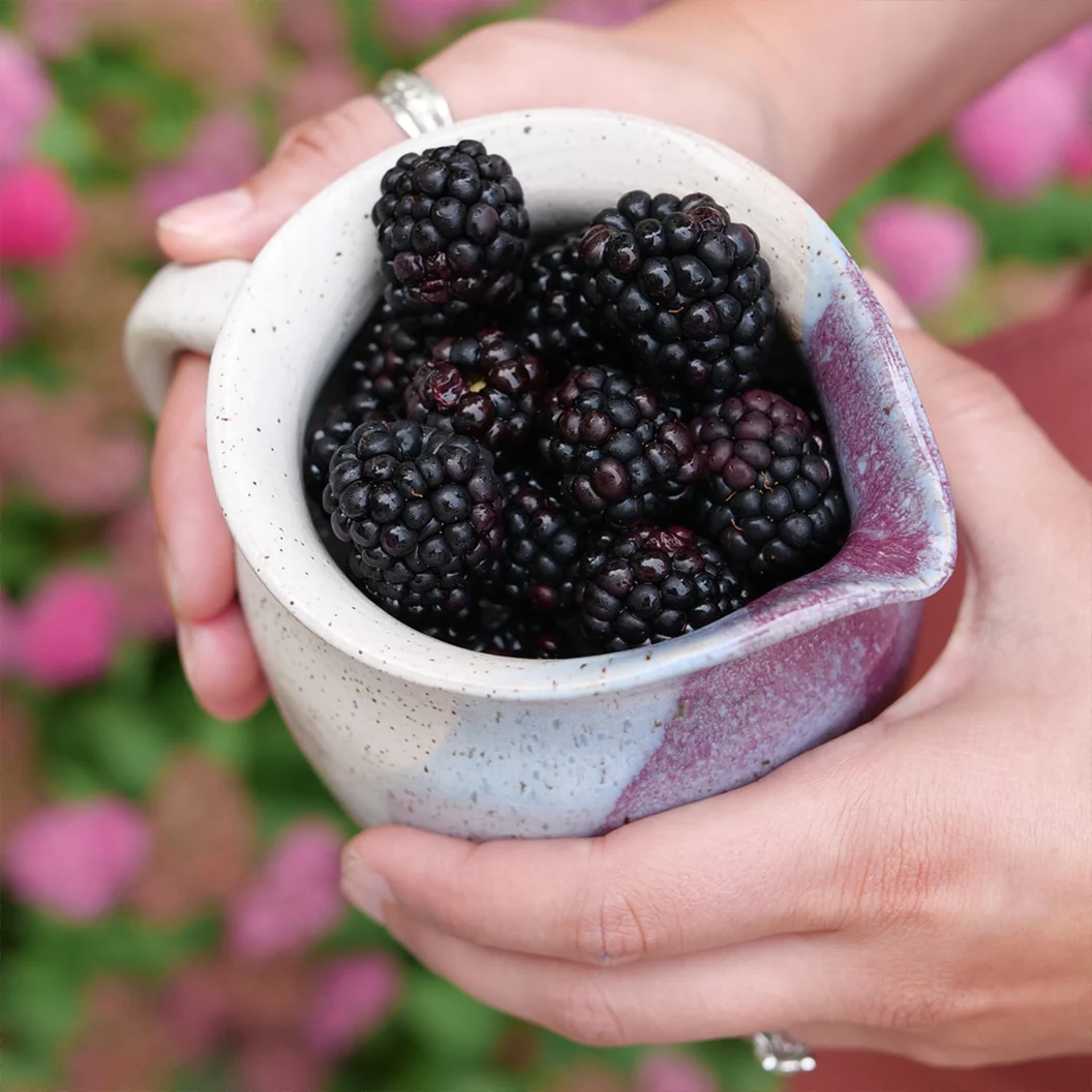 Proven Winners® Taste of Heaven® Blackberry Shrub 1 Proven Winners® Taste of Heaven® Blackberry Shrub