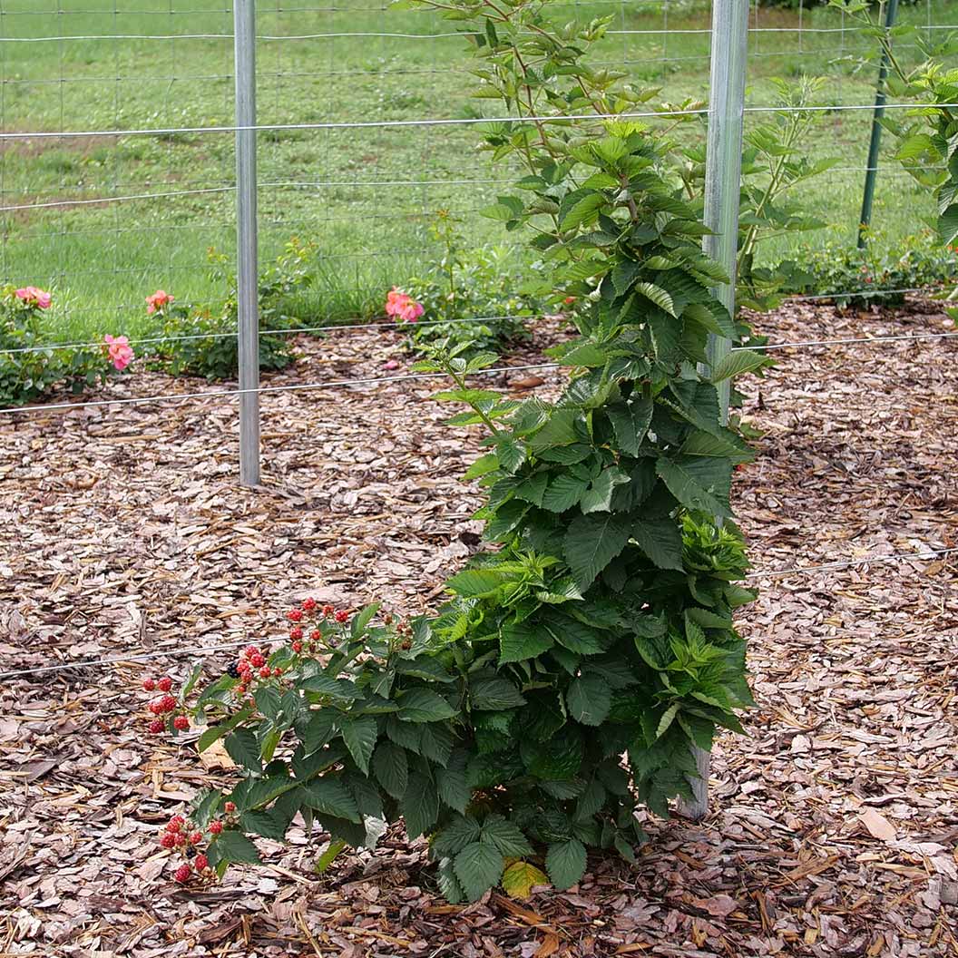 Proven Winners® Taste of Heaven® Blackberry Shrub 3 Proven Winners® Taste of Heaven® Blackberry Shrub