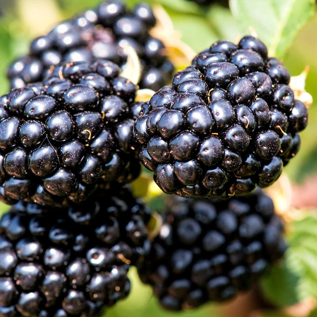 Proven Winners® Taste of Heaven® Blackberry Shrub 4 Proven Winners® Taste of Heaven® Blackberry Shrub