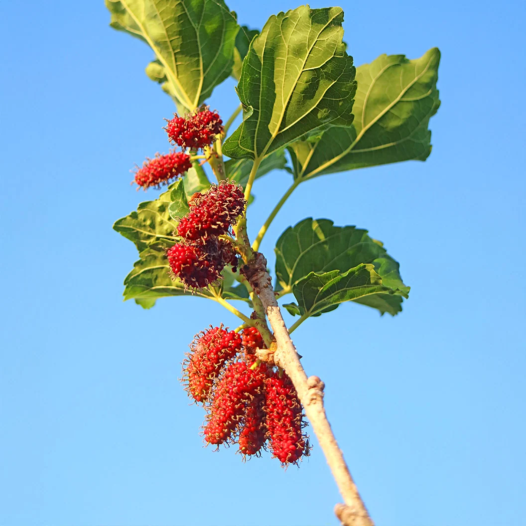 Native Red Mulberry Tree 2 Native Red Mulberry Tree