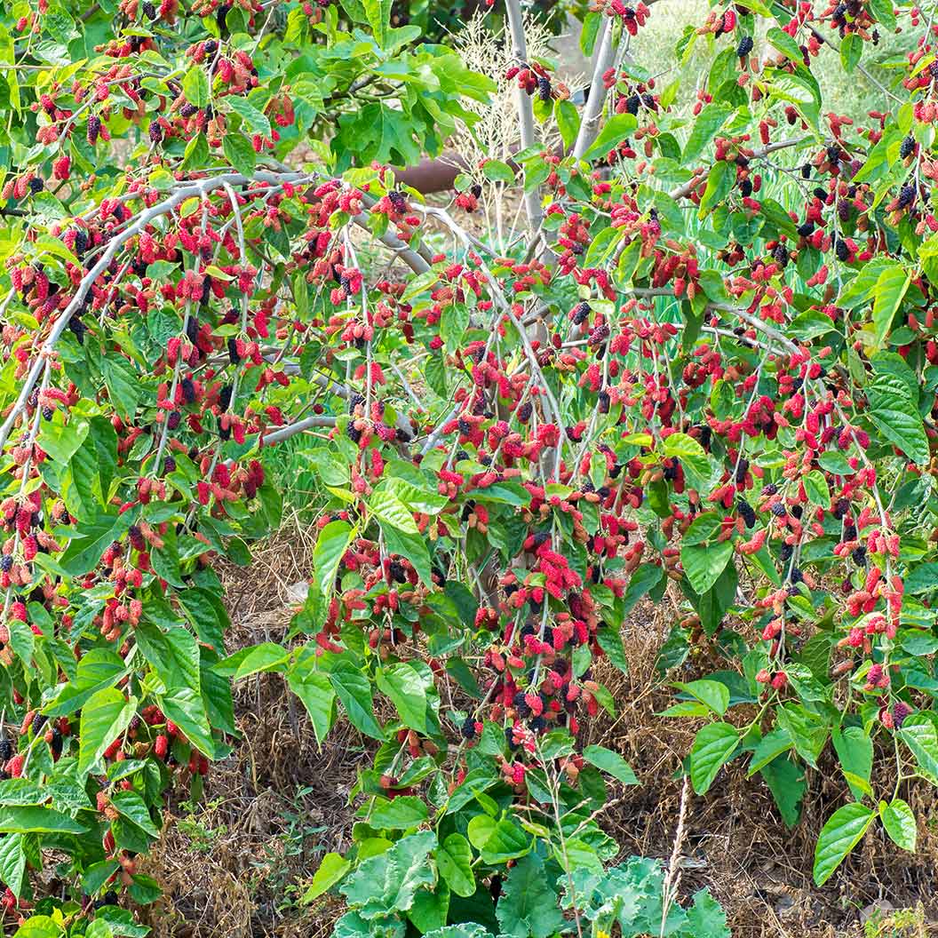 Native Red Mulberry Tree 3 Native Red Mulberry Tree