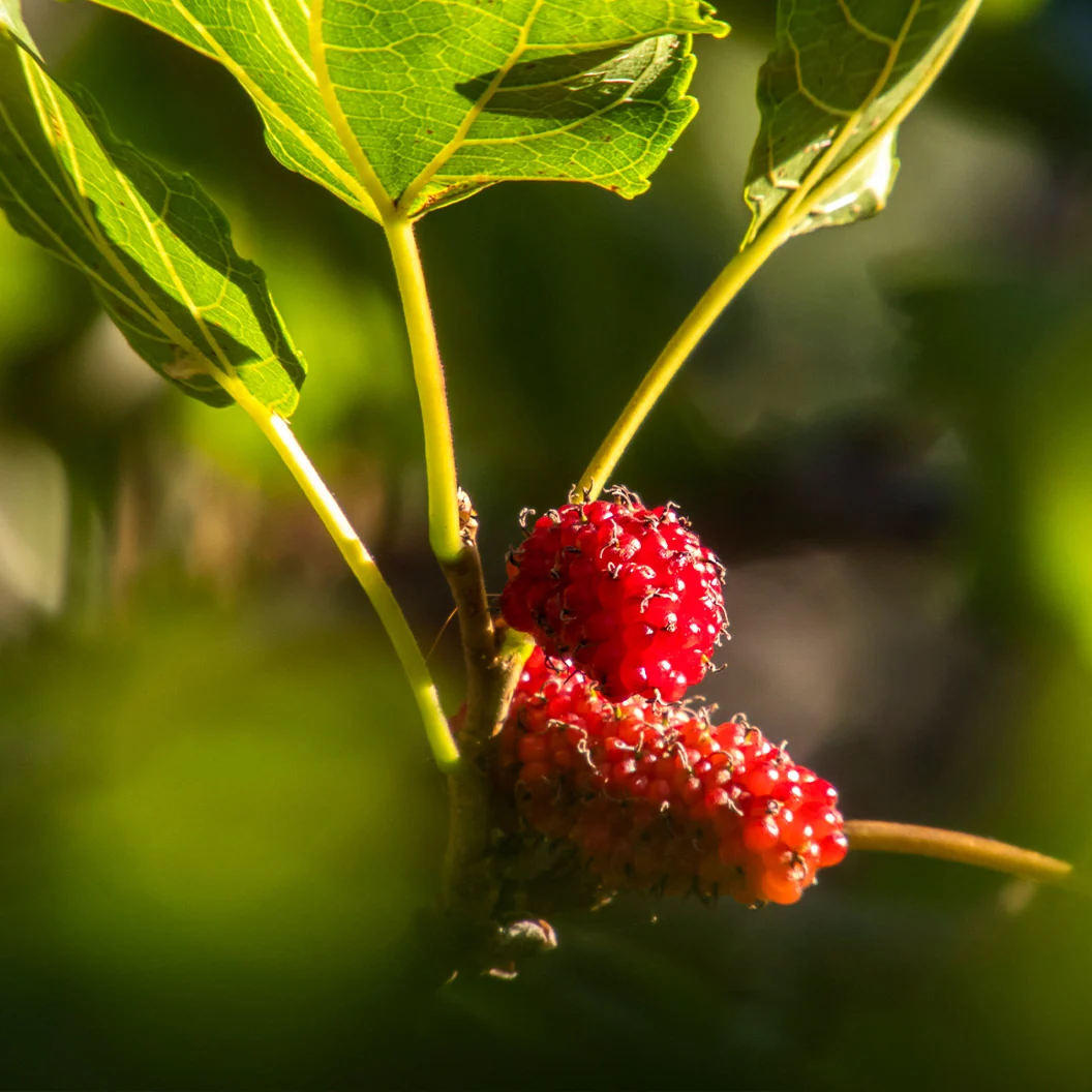 Native Red Mulberry Tree 4 Native Red Mulberry Tree