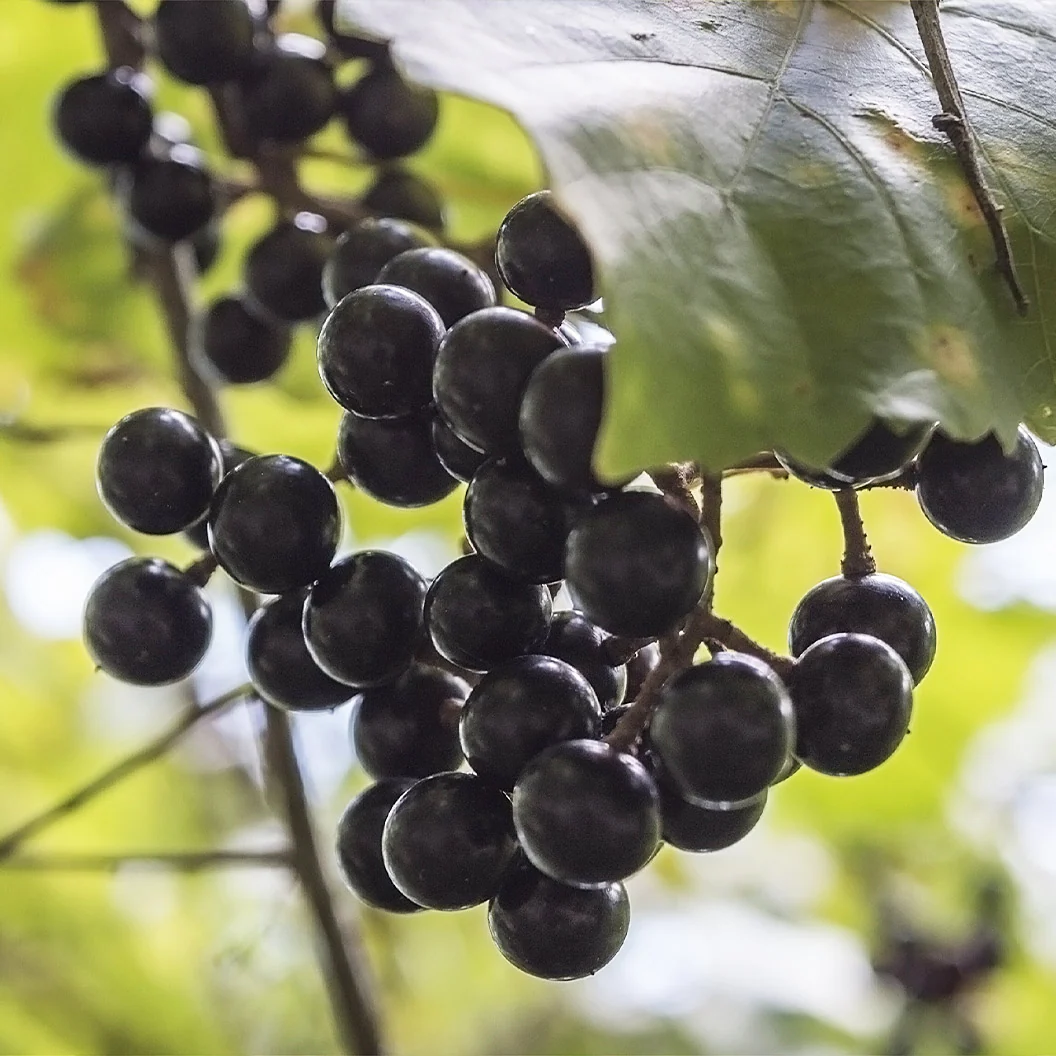 Jumbo Black Muscadine Vine 1 Jumbo Black Muscadine Vine